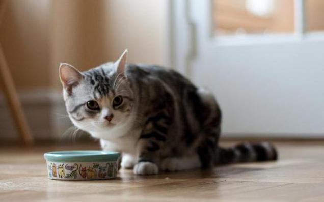 cuánto un gato puede vivir sin comida