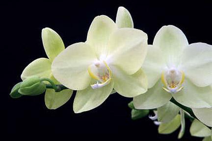 orquídea se ha desvanecido qué hacer